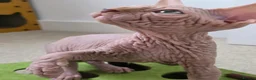 Sphynx cats for sale: 😍✨ LAST ONE! Exceptional Wrinkly Sphynx Boy ✨ in Peterborough - Advert 13