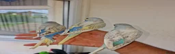 Budgerigars birds for sale: Super hand tamed baby budgies  - Advert 27