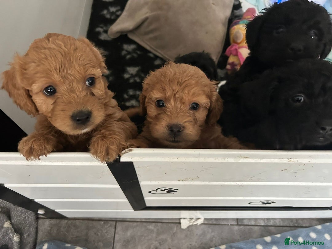 Mixed Breed dogs for sale: final reduction to find forever home  - Image 3