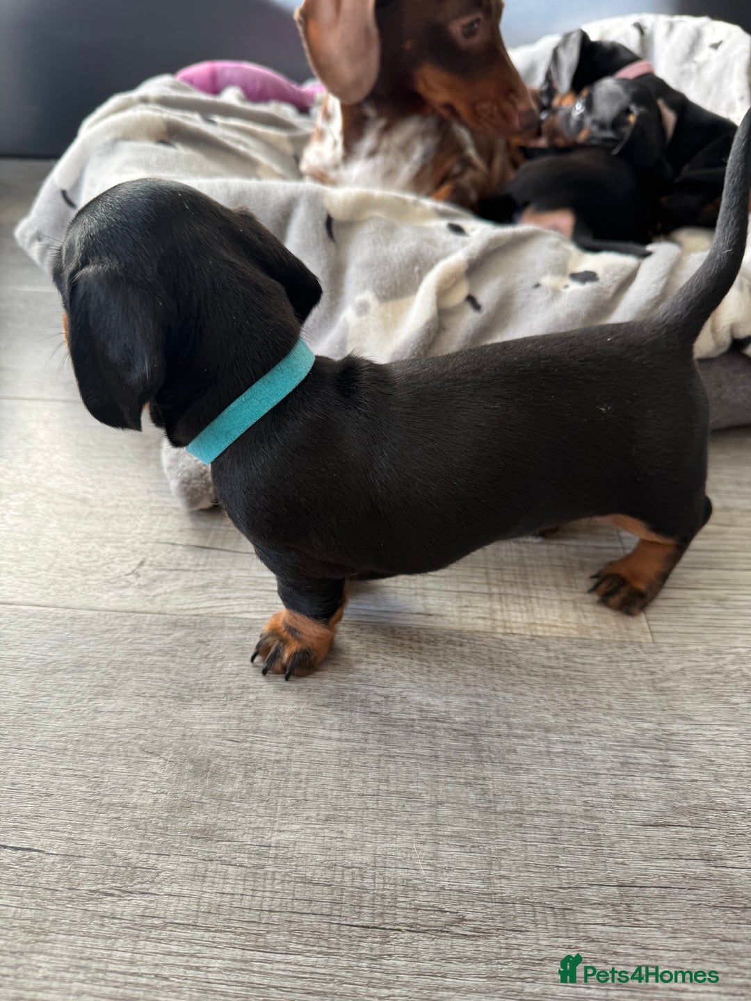 Miniature Dachshund dogs for sale: ✨ READY NOW  KC MINIATURE DACHSHUND PRA CLEAR   - Advert 22