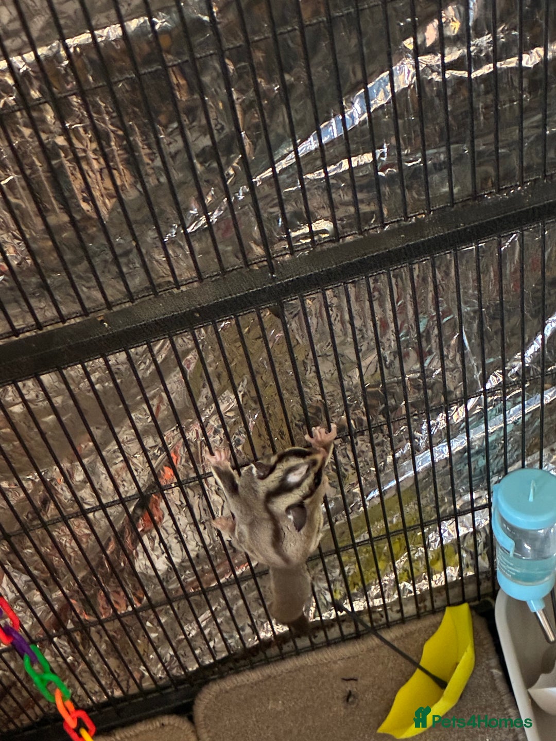 Sugar Glider rodents for sale: Sugar glider for sale - Image 3