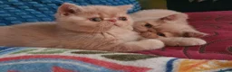Exotic cats for sale: Chunky Gccf registered ( Lilac carrier boys - Advert 7
