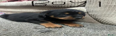 Rottweiler Puppy 2