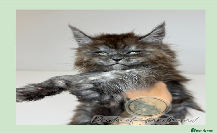 Maine Coon cats - Advert 2