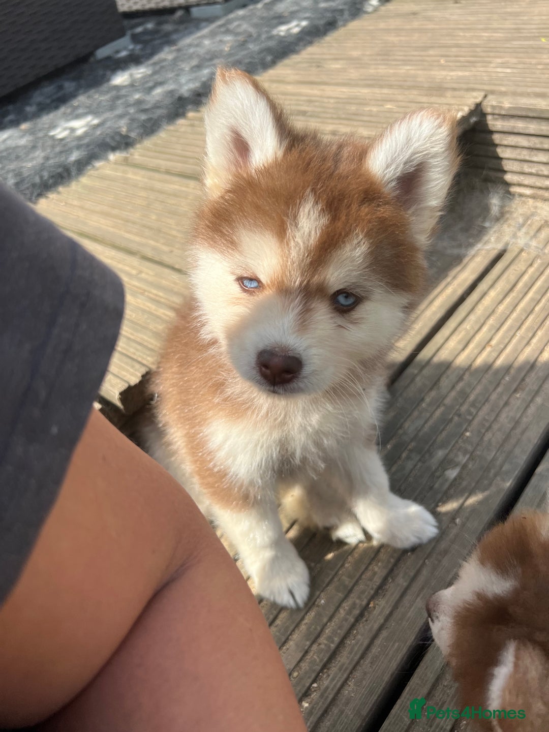 Pomsky dogs for sale: Pomsky puppies - Image 32