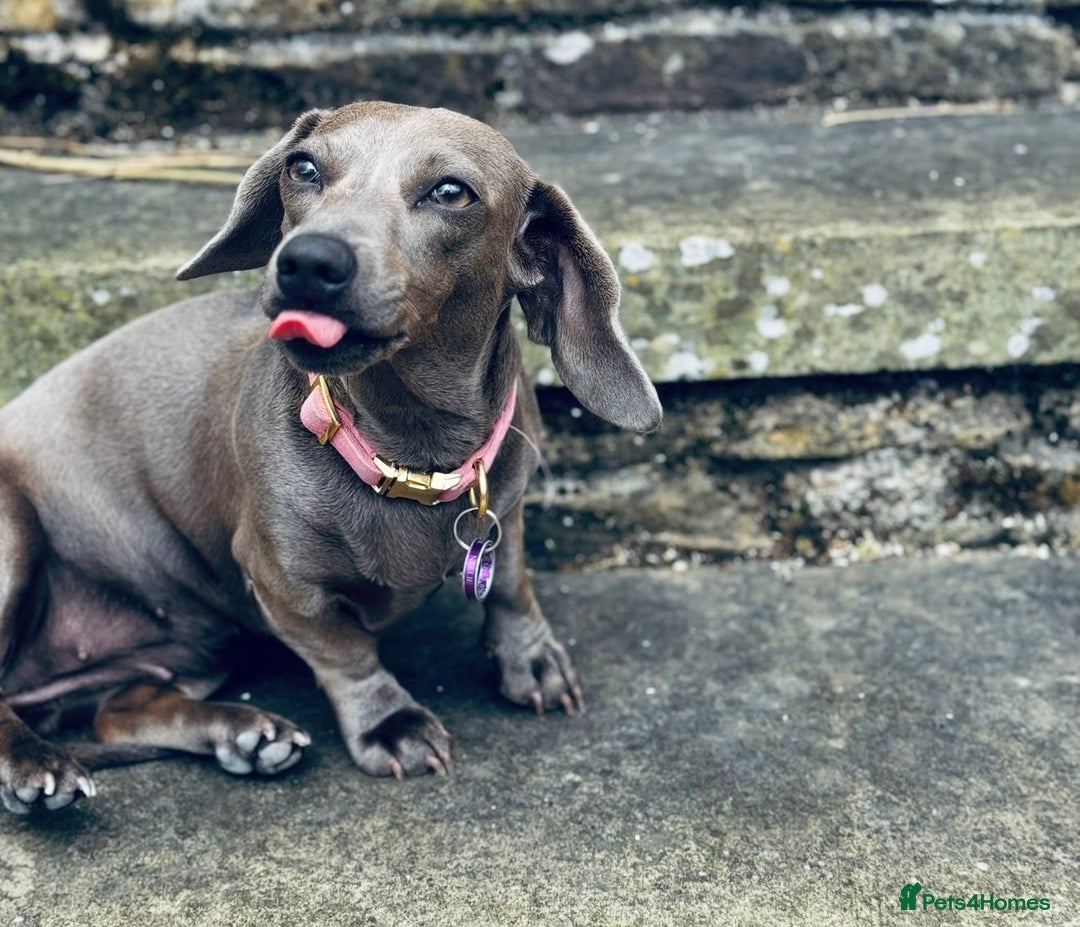 Miniature Dachshund dogs for sale: True 1 year old Miniature Dachshund Nellie - Advert 4