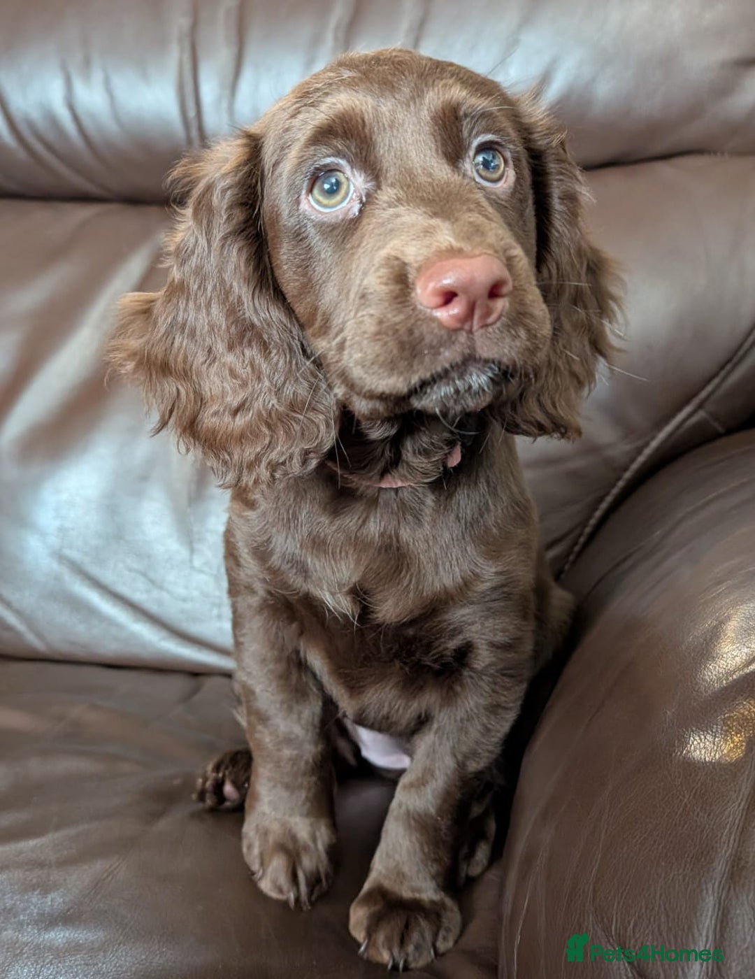 Cocker Spaniel dogs for sale: 3 Girls Looking For Loving Homes - Image 12