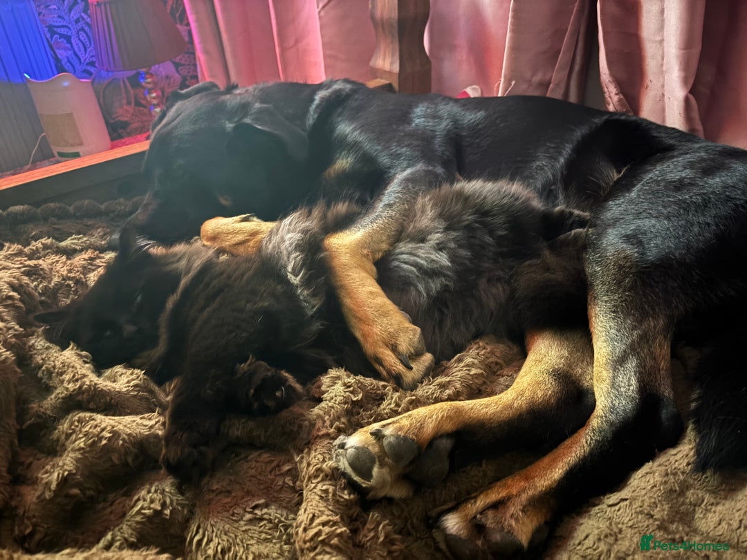 Mixed Breed dogs for sale: Shepweiler puppies READY TO RESERVE! - Image 22