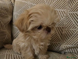 Shih Tzu dogs - Advert 1