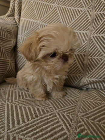 Shih Tzu dogs - Advert 1