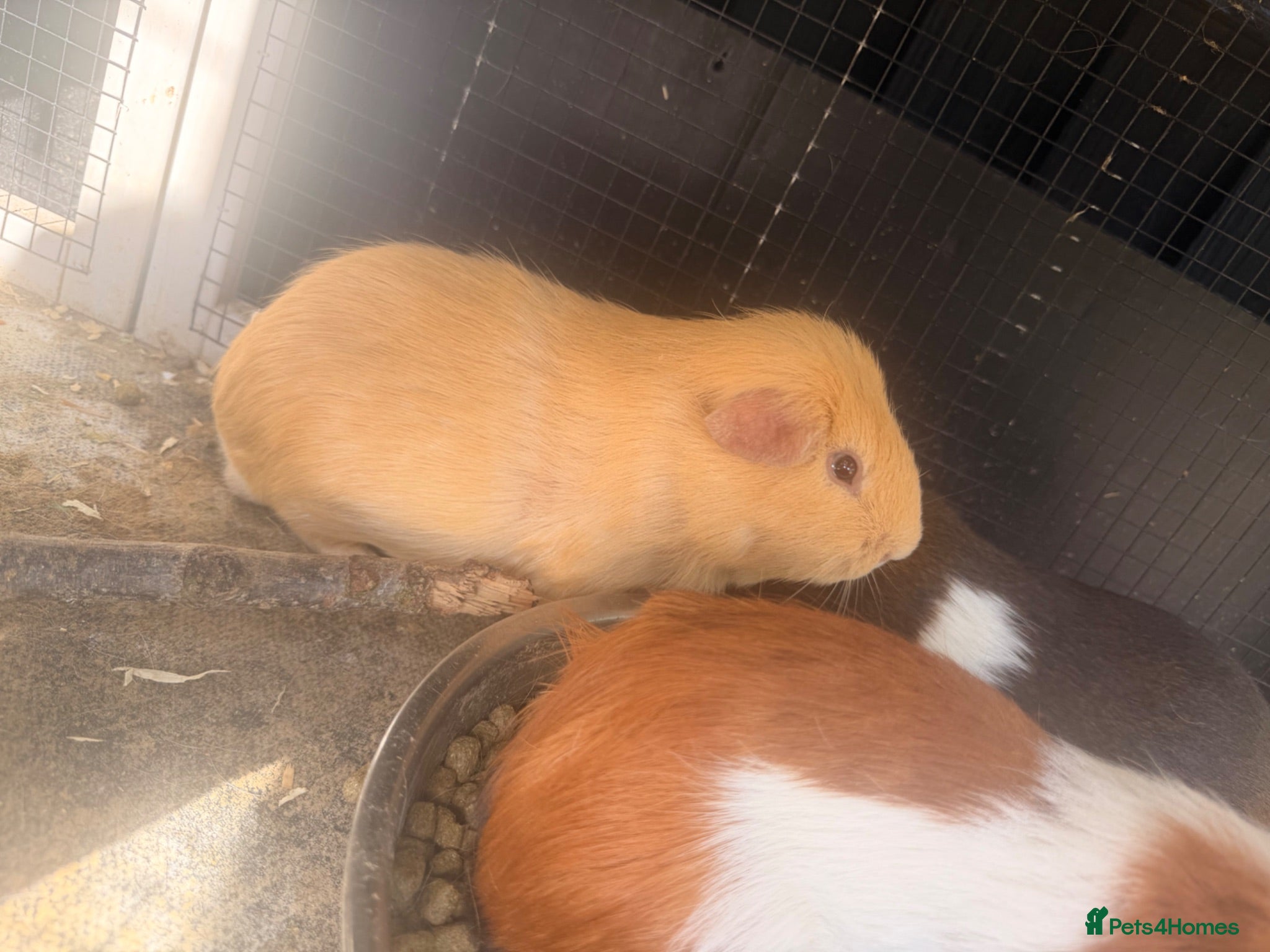 Guinea Pig rodents Last 4 left, next litter ready to leave 13th july - Advert 16
