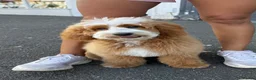 Mixed Breed dogs for sale: Australian Labradoodles RED/ WHITE TUX Girls  - Advert 15