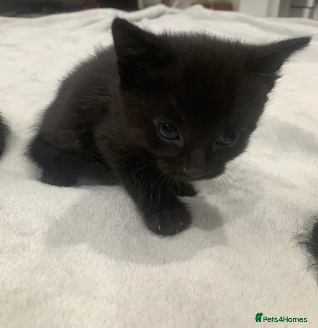 Mixed Breed cats for sale: Gorgeous mixed kittens  - Advert 11