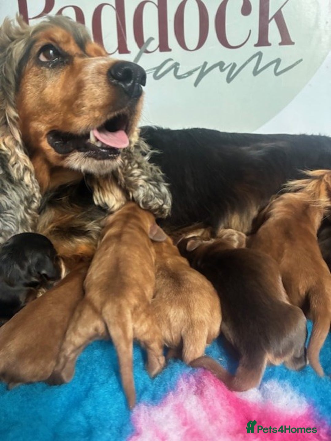 Cockapoo dogs for sale: ✨ Superb F1 Cockapoo pups ✨ - Image 4