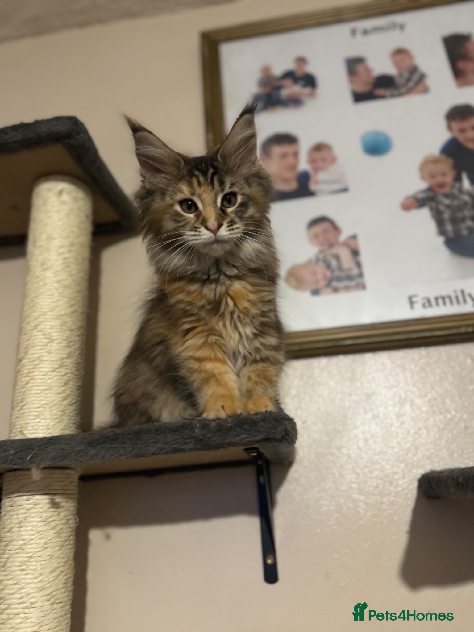 Maine Coon cats 2 beautiful girls Tica registered Maine Coons  - Advert 4