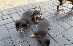 Dachshund dogs for sale: Miniature dachshund - Image 5