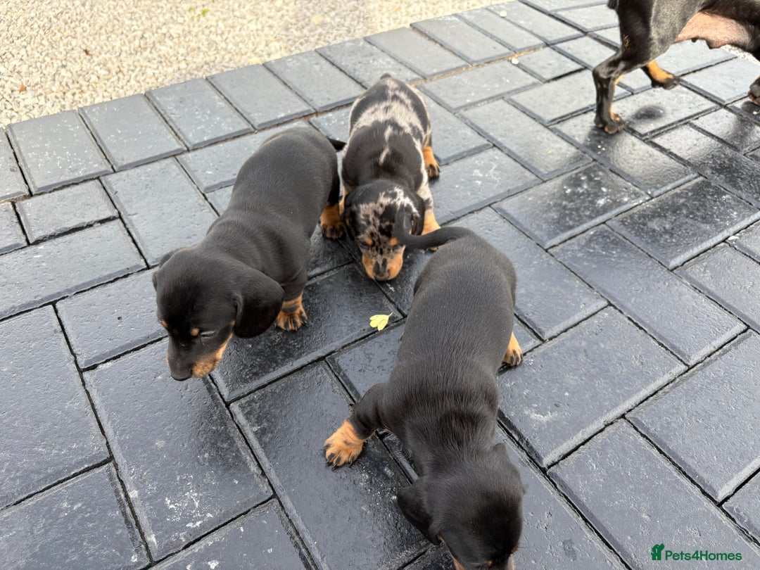 Dachshund dogs for sale: Miniature dachshund - Image 5