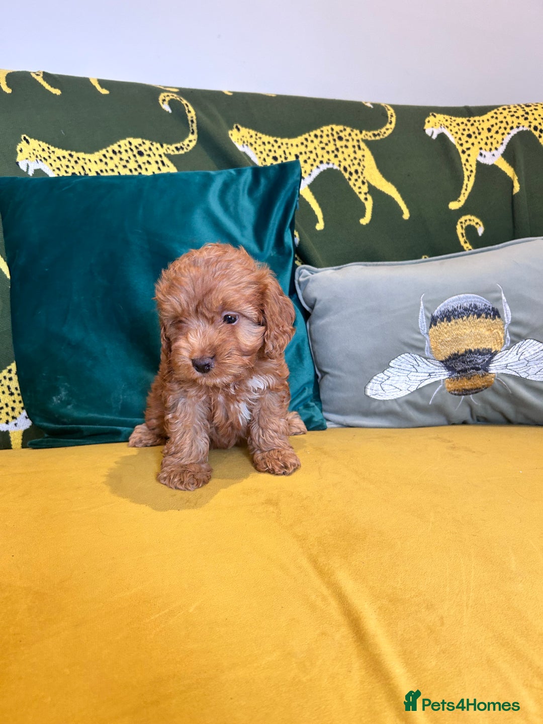 Cockapoo dogs for sale: Litter of 8 F1 cocapo one girl available  - Image 2
