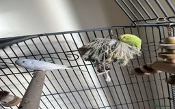 Budgerigars birds for sale: male and female budgies for sale - Image 1