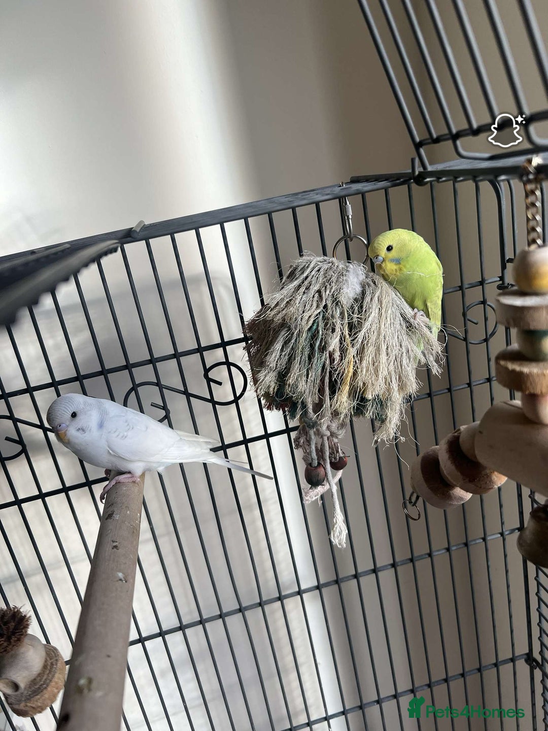 Budgerigars birds for sale: male and female budgies for sale - Image 1