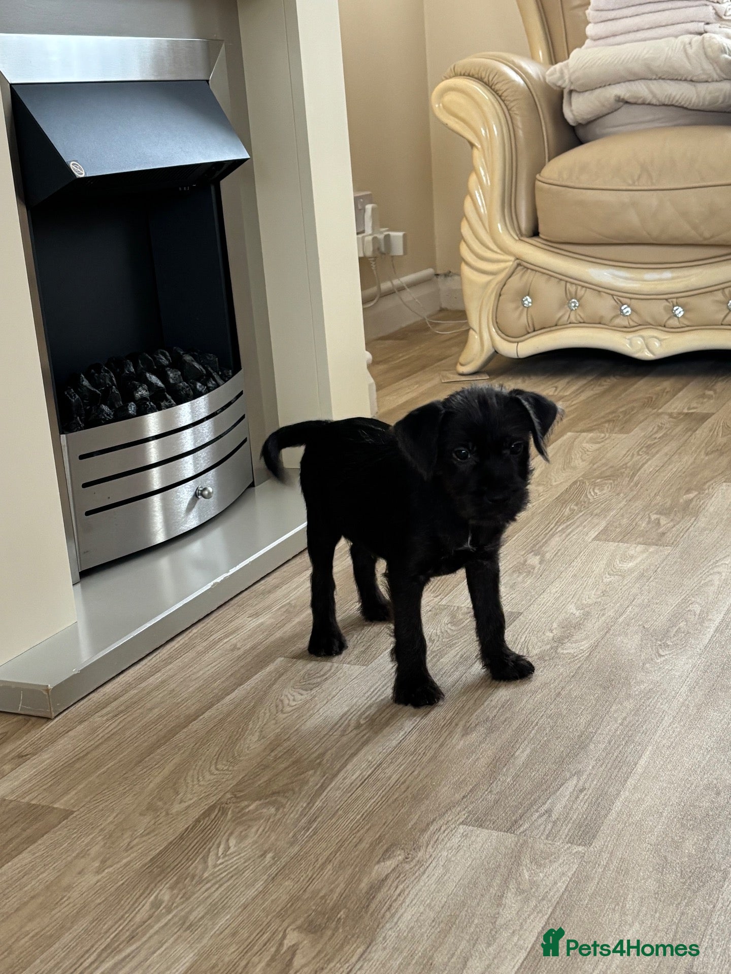 Patterdale Terrier dogs Patterdale terriers (2 BOYS LEFT) - Advert 1