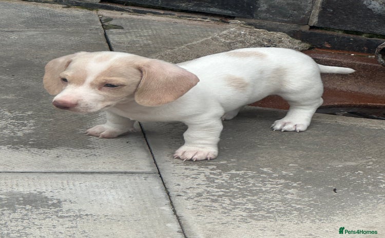 Miniature Dachshund dogs - Advert 17