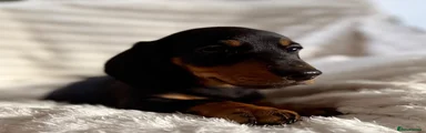 Miniature Dachshund 6