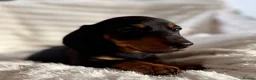 Miniature Dachshund dogs for sale: Miniature dachshund puppies  - Advert 23