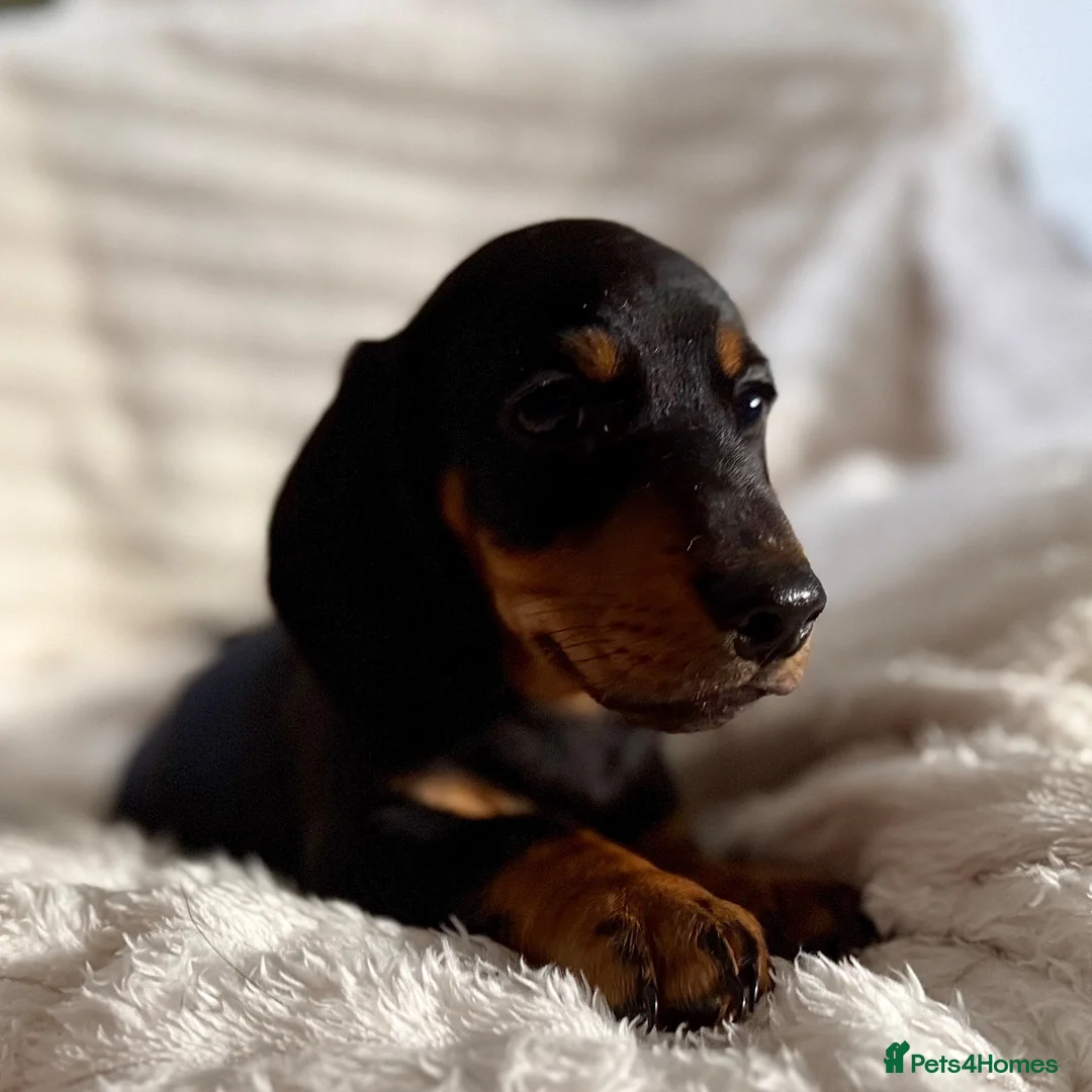 Miniature Dachshund dogs for sale: Miniature dachshund puppies  - Advert 23