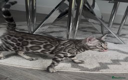 Bengal cats for sale: Breed quality silver bengal kittens 🐆💎🤍🩶🖤 - Image 27