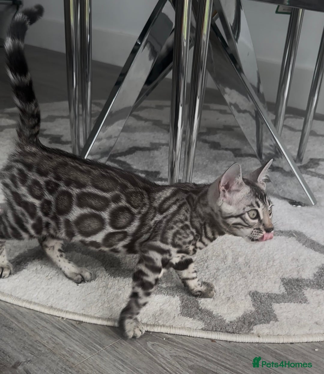 Bengal cats for sale: Breed quality silver bengal kittens 🐆💎🤍🩶🖤 - Image 27