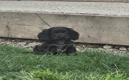 Cocker Spaniel dogs for sale: Show cocker spaniels  - Image 4