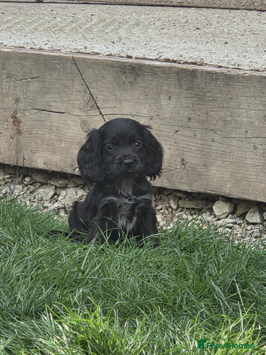 Cocker Spaniel dogs for sale: Show cocker spaniels  - Image 4