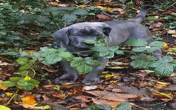 Cane Corso dogs for sale: Blue Cane corso - Image 3