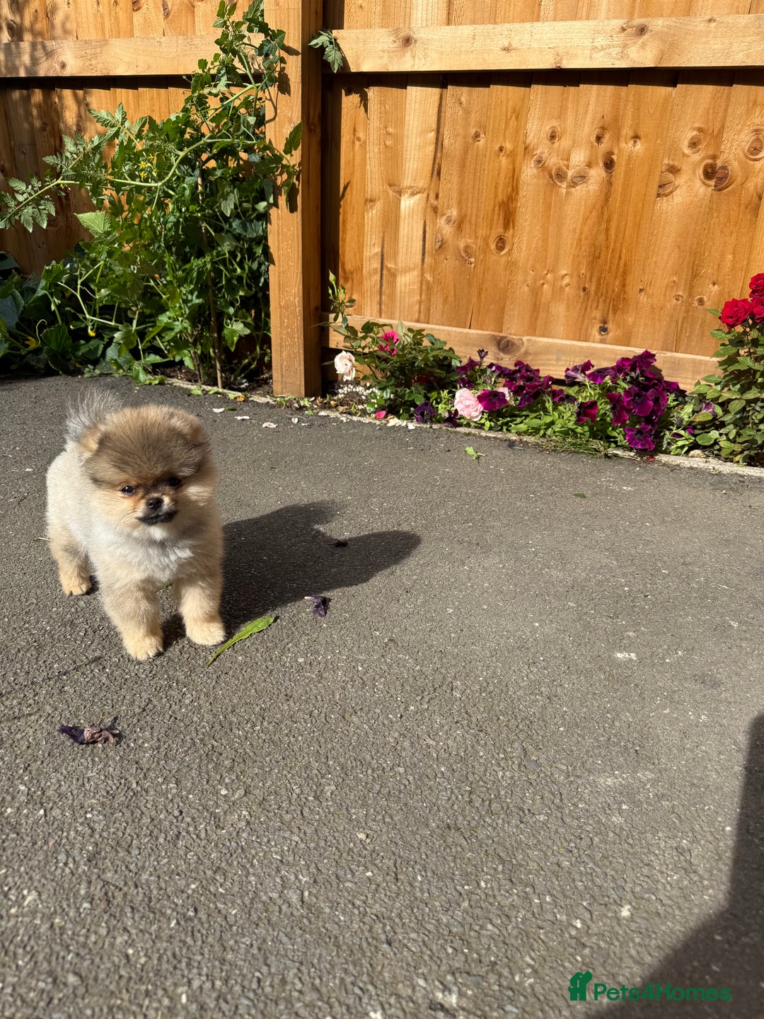 Pomeranian dogs for sale: Last female teddy face Pomeranian  - Image 8
