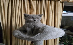 British Shorthair cats for sale: Meet Your Next Cuddle Buddy —  British Shorthair - Image 6