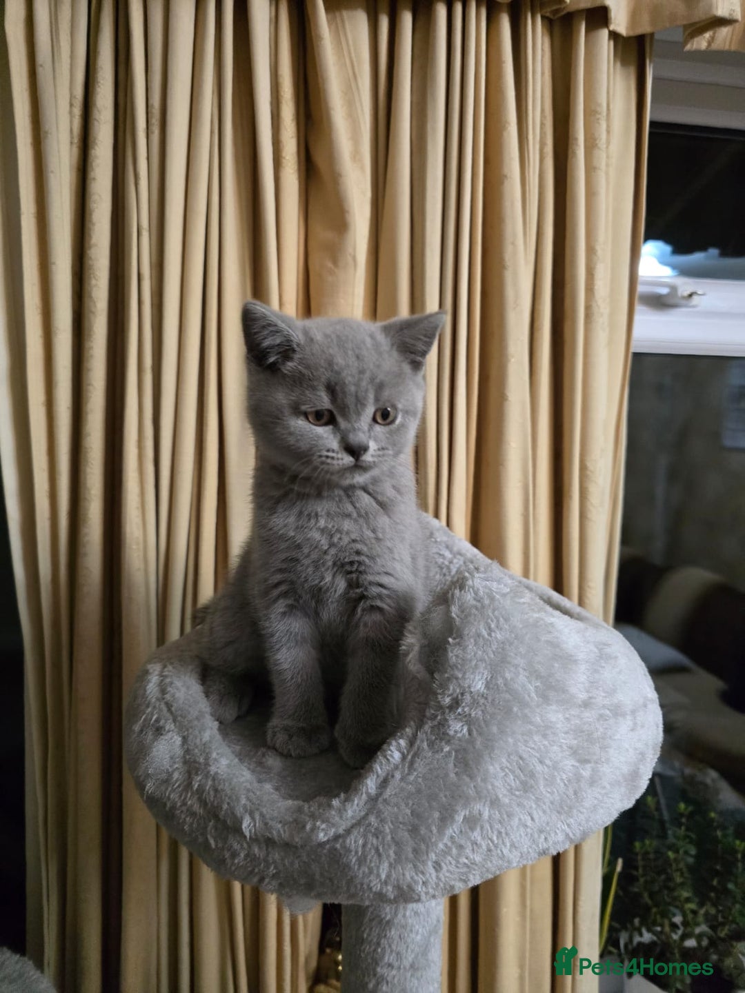 British Shorthair cats for sale: Meet Your Next Cuddle Buddy —  British Shorthair - Image 6