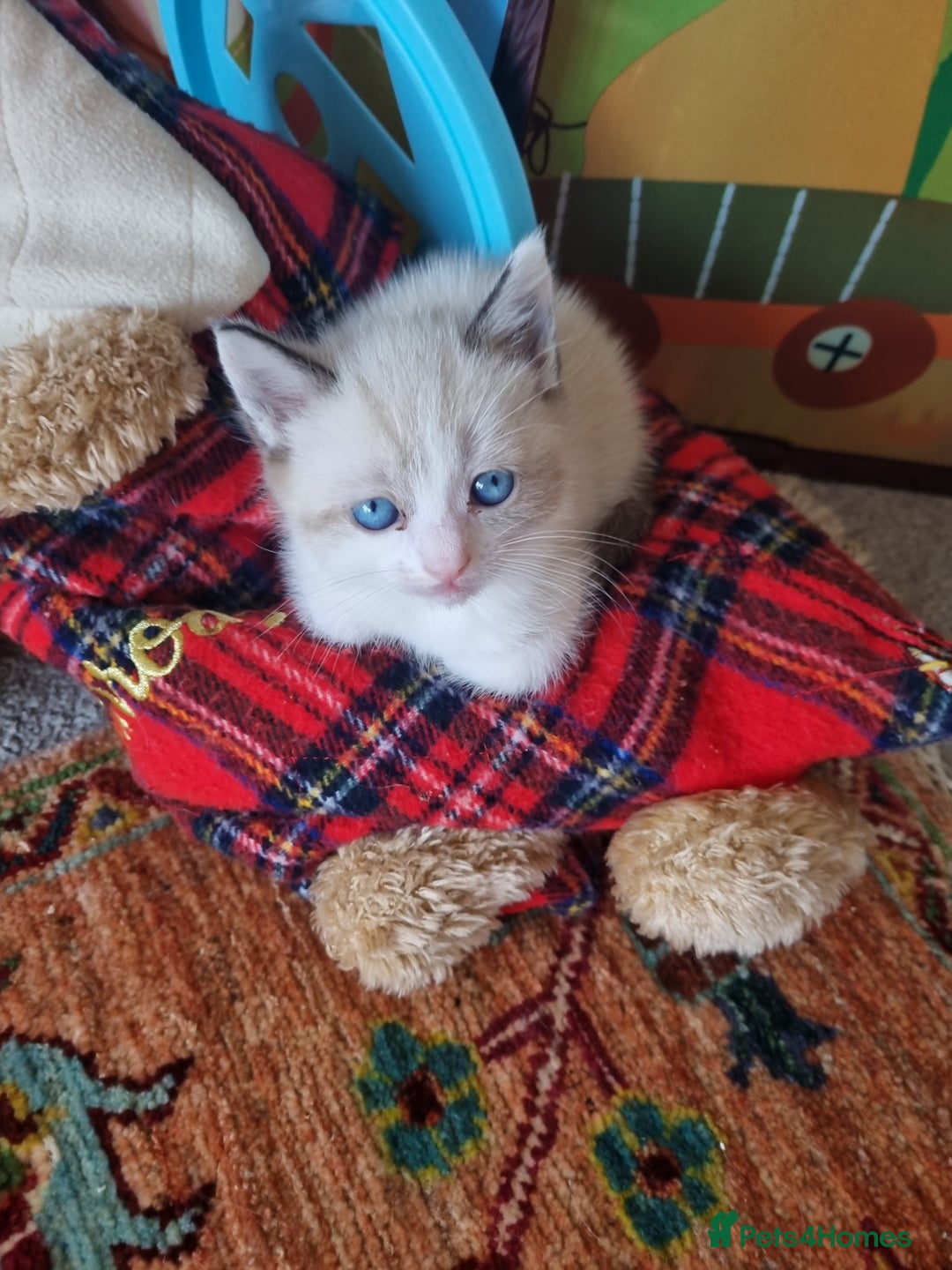Ragdoll cats for sale: Three female ragdoll kittens - Image 10
