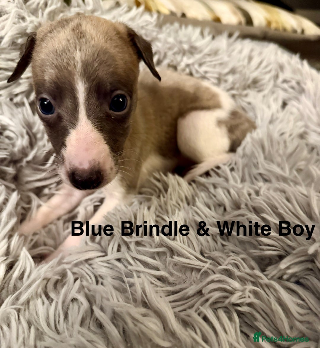 Whippet dogs for sale: 🏡 Ready Saturday! Kennel Club Whippet Puppies 🐾 - Image 5