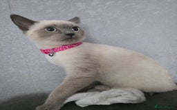 Ragdoll cats for sale: Last 2 ragdoll x British short hair - Image 2