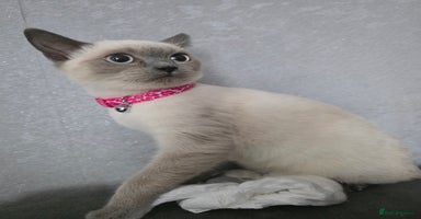 Ragdoll cats - Advert 8