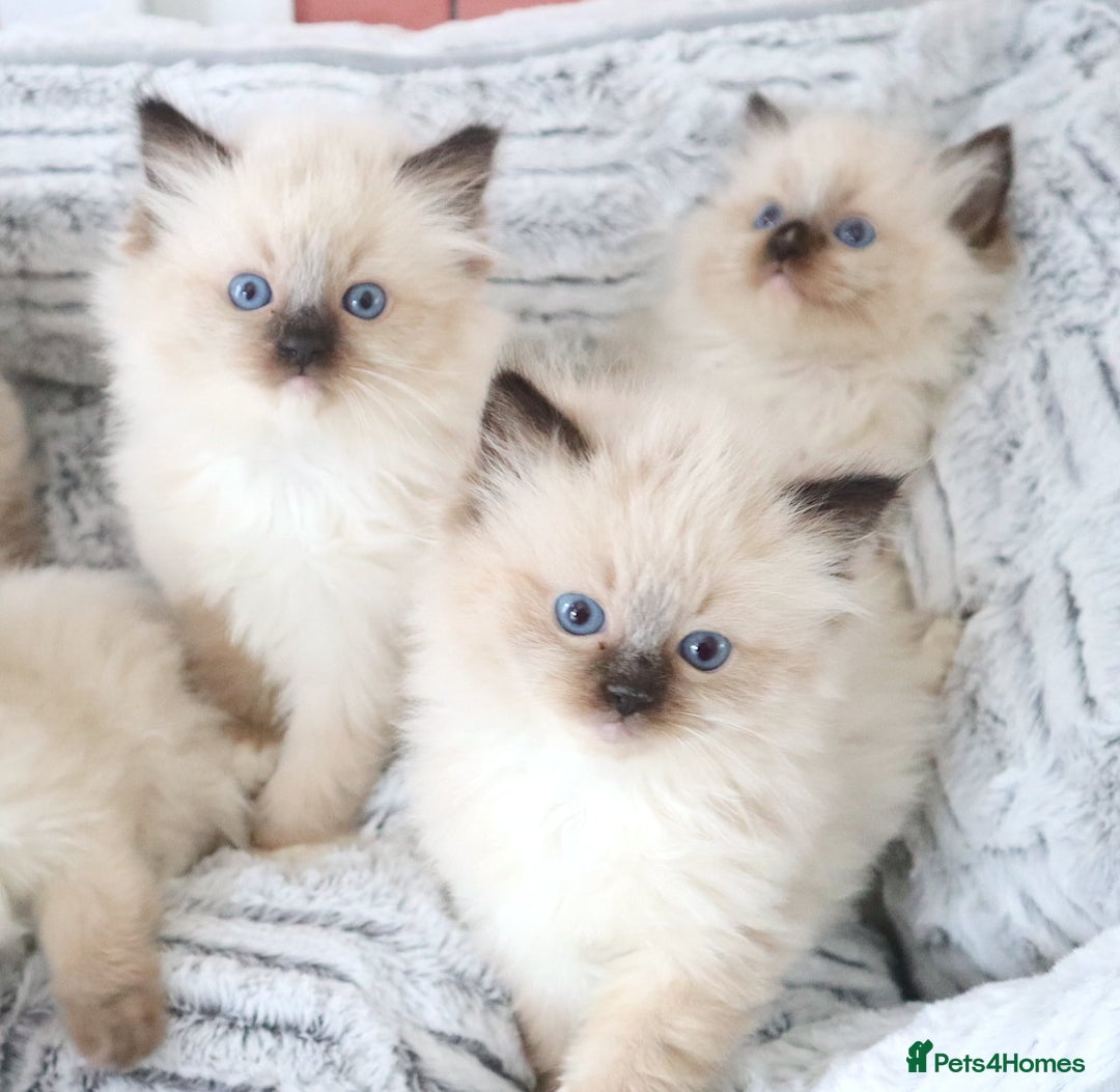 Ragdoll cats for sale: INDOOR FULL PEDIGREE RAGDOLL KITTENS - Image 17