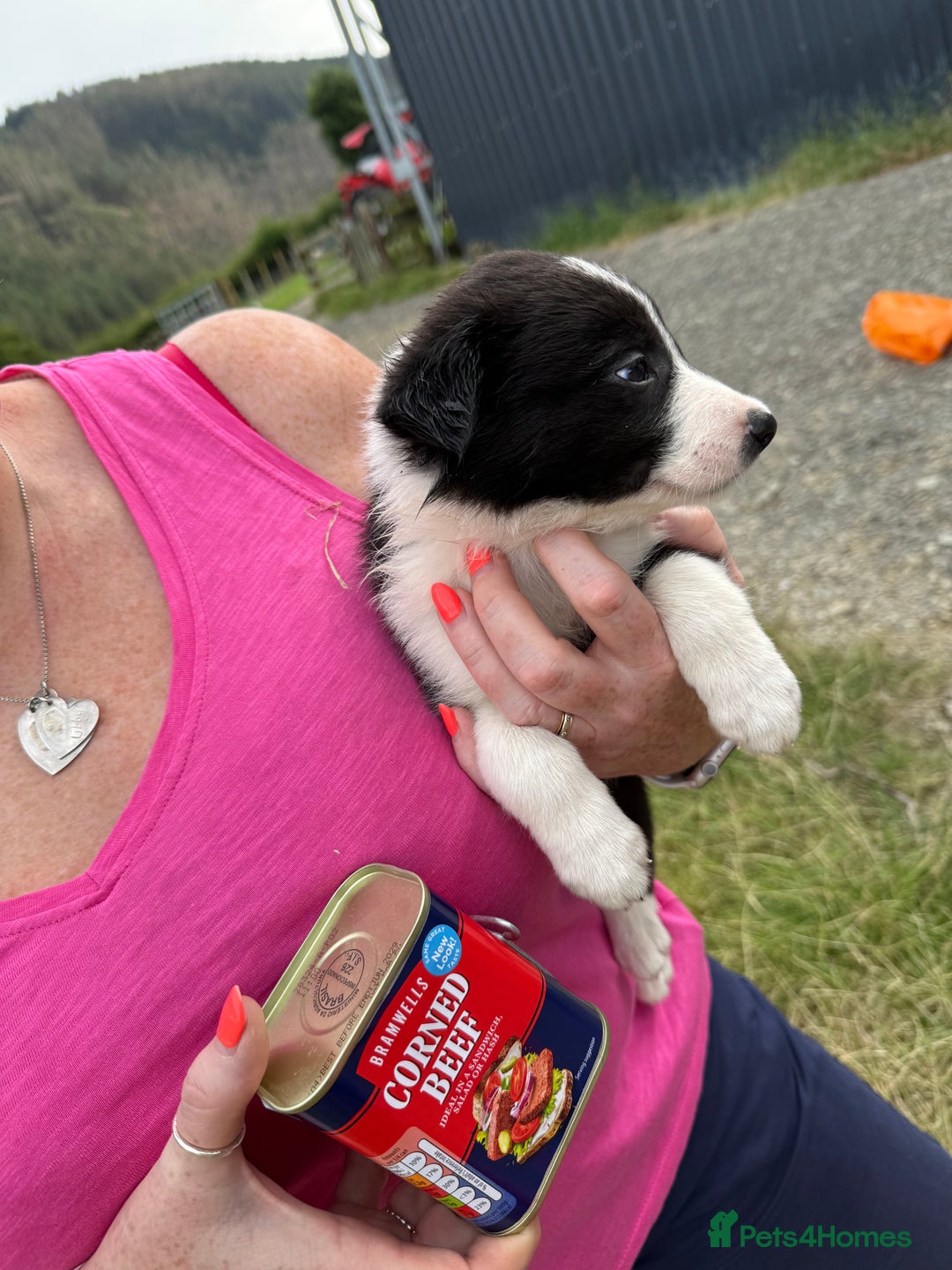 Border Collie dogs for sale: Mid Wales border collie pups  - Image 4