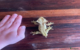 Gecko reptiles for sale: Male Crested Gecko for sale  - Image 3