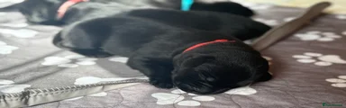 Labrador Retriever Puppy 6