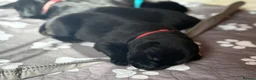 Labrador Retriever dogs for sale: KC Registered Black Labradors 🐾 in Guisborough - Advert 5