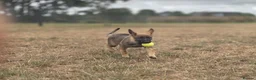 German Shepherd dogs for sale: Working line german shepherd puppies - Advert 20