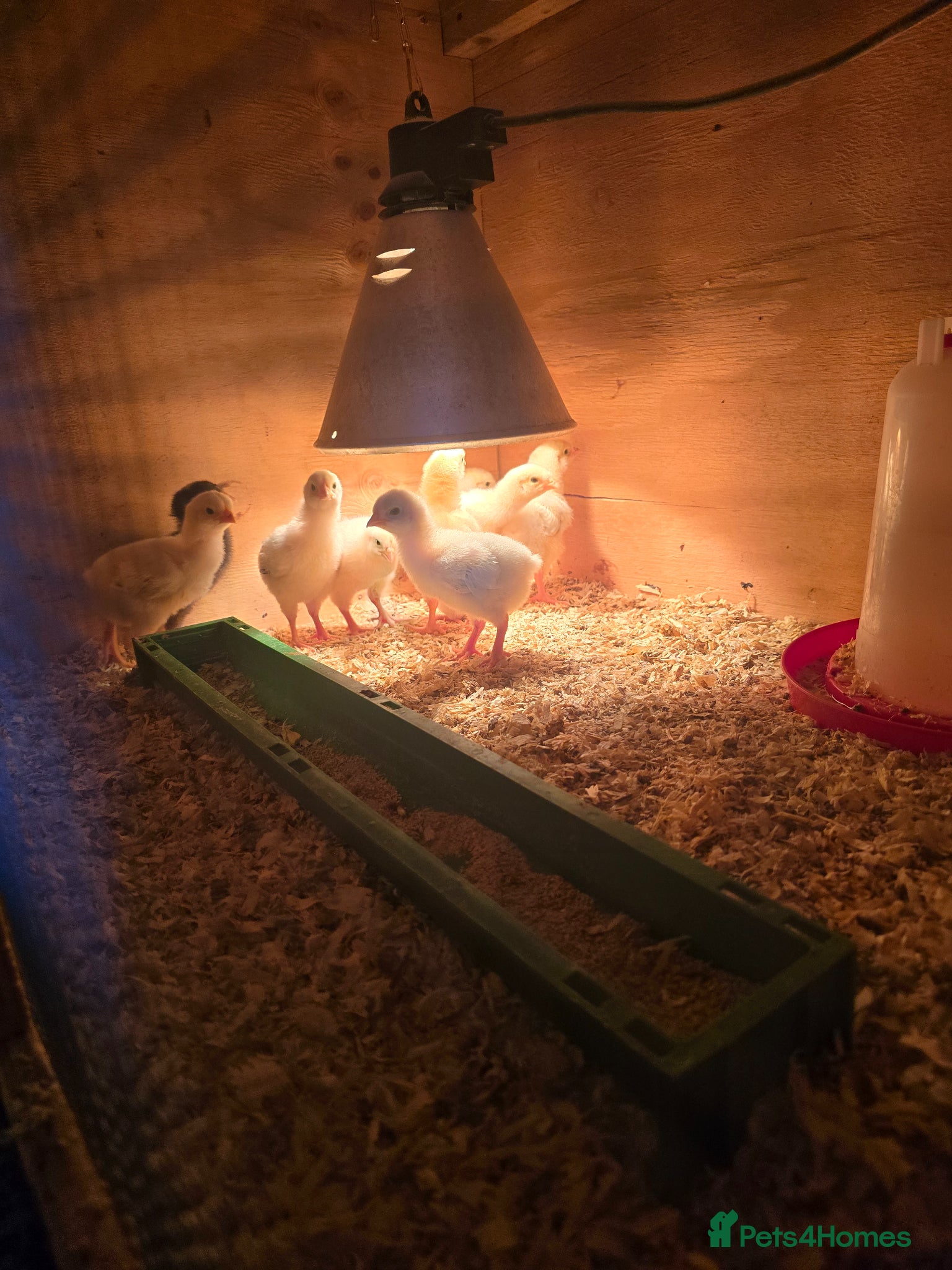 Chickens poultry Light sussex chicks available  - Advert 1