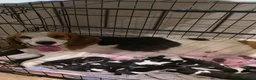 Beagle dogs for sale: Beautiful Beagle Puppies Looking For A Loving Home - Advert 27