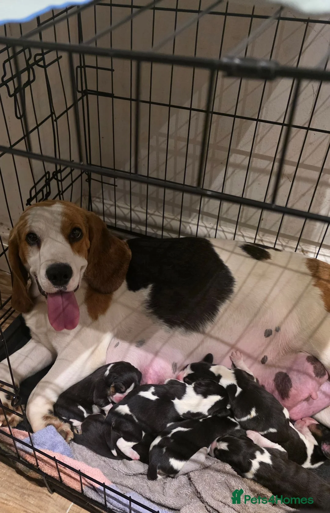 Beagle dogs for sale: Beautiful Beagle Puppies Looking For A Loving Home - Advert 27